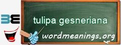 WordMeaning blackboard for tulipa gesneriana